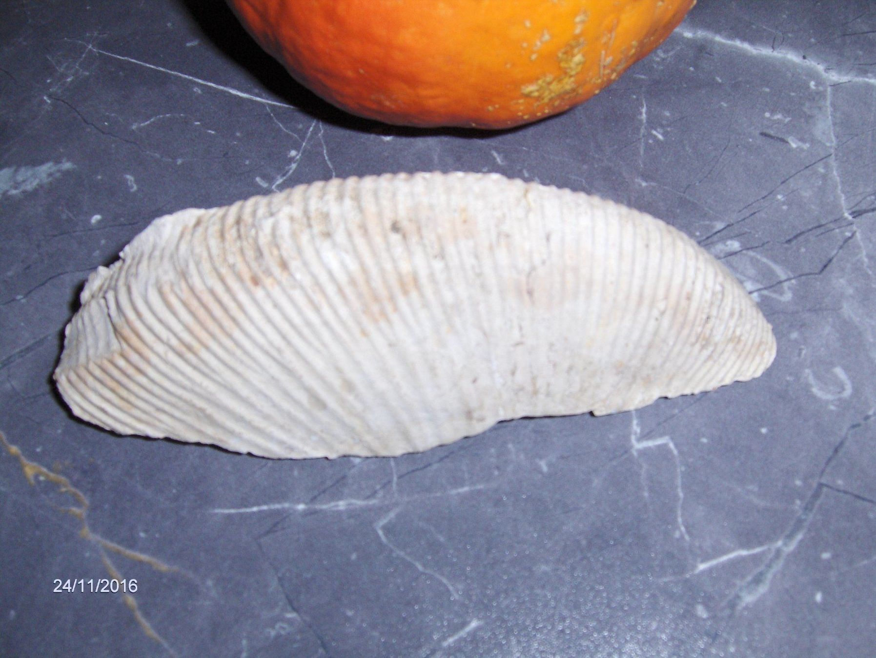 Fossilien: Fossilien Versteinerung  Sammeln Steinzeit – Gebraucht aus Schlattingen von Schmidi50 6