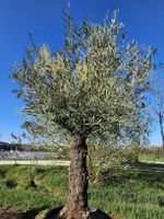 einheimische stechpalme Europäische Stechpalme (Ilex aquifolium) | 175-200 cm mit Wurzelballen main image 0