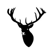 Profile image of piodeer