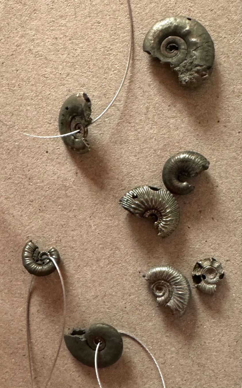 Fossili: Ammoniten Pyritisiert      Restposten  winzig !!!     defect – Difettoso da Leuggern venduto da gemshow 1