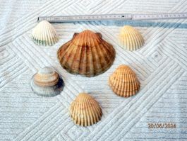 Muschelschalen, 6 Stück von 11 x 13cm und 6.5 x 6.5cm