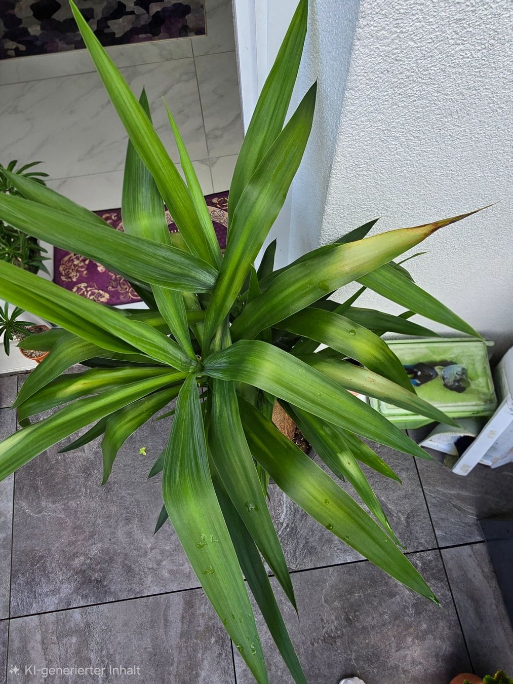 Piante & sementi: Prächtige Yucca-Palme – Usato da Aarburg venduto da Glitzerschein 2