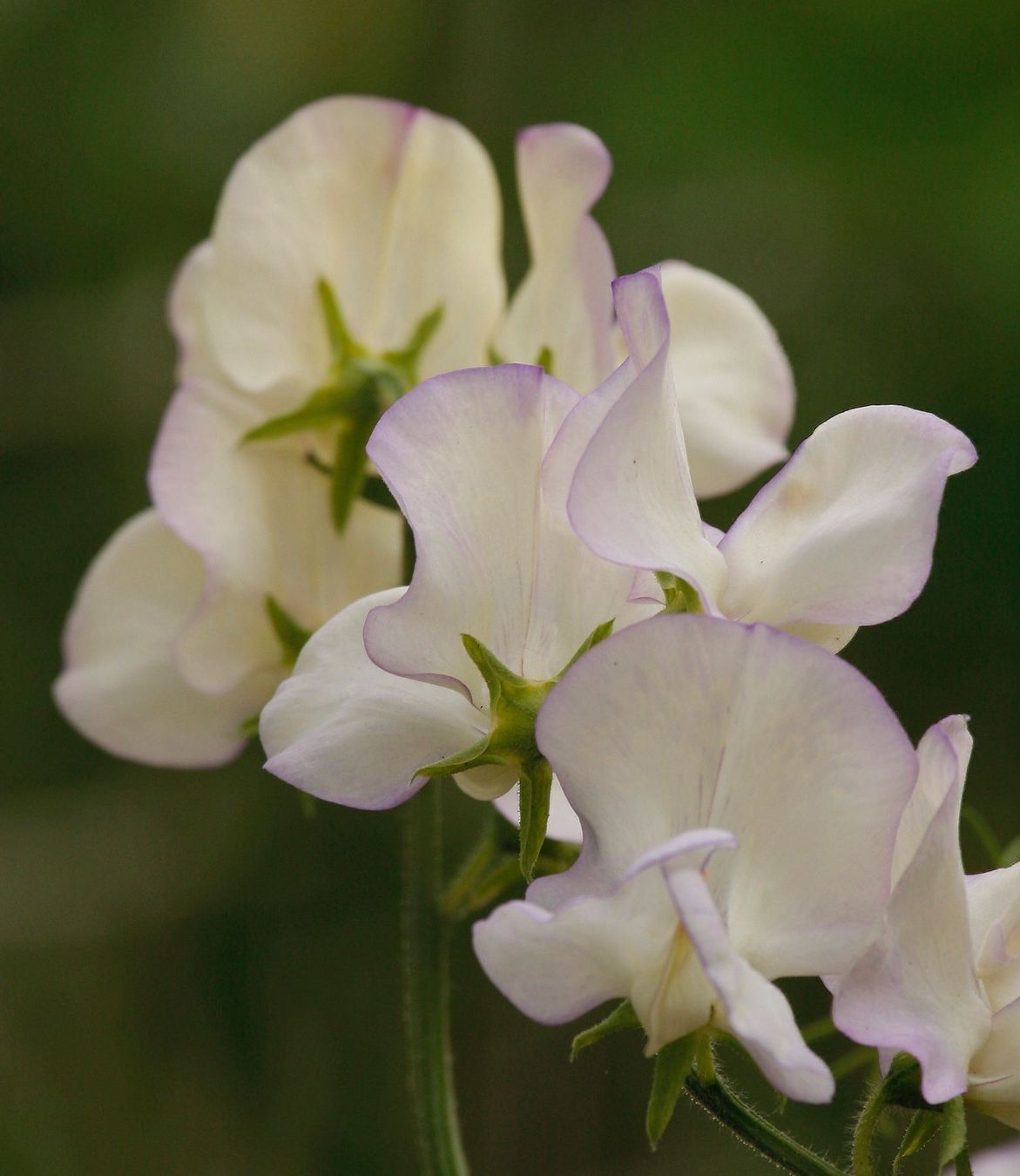 Piante & sementi: 15 Samen Duftwicke HIGH SCENT – Usato da Ehrendingen venduto da VerveinaSamen 1