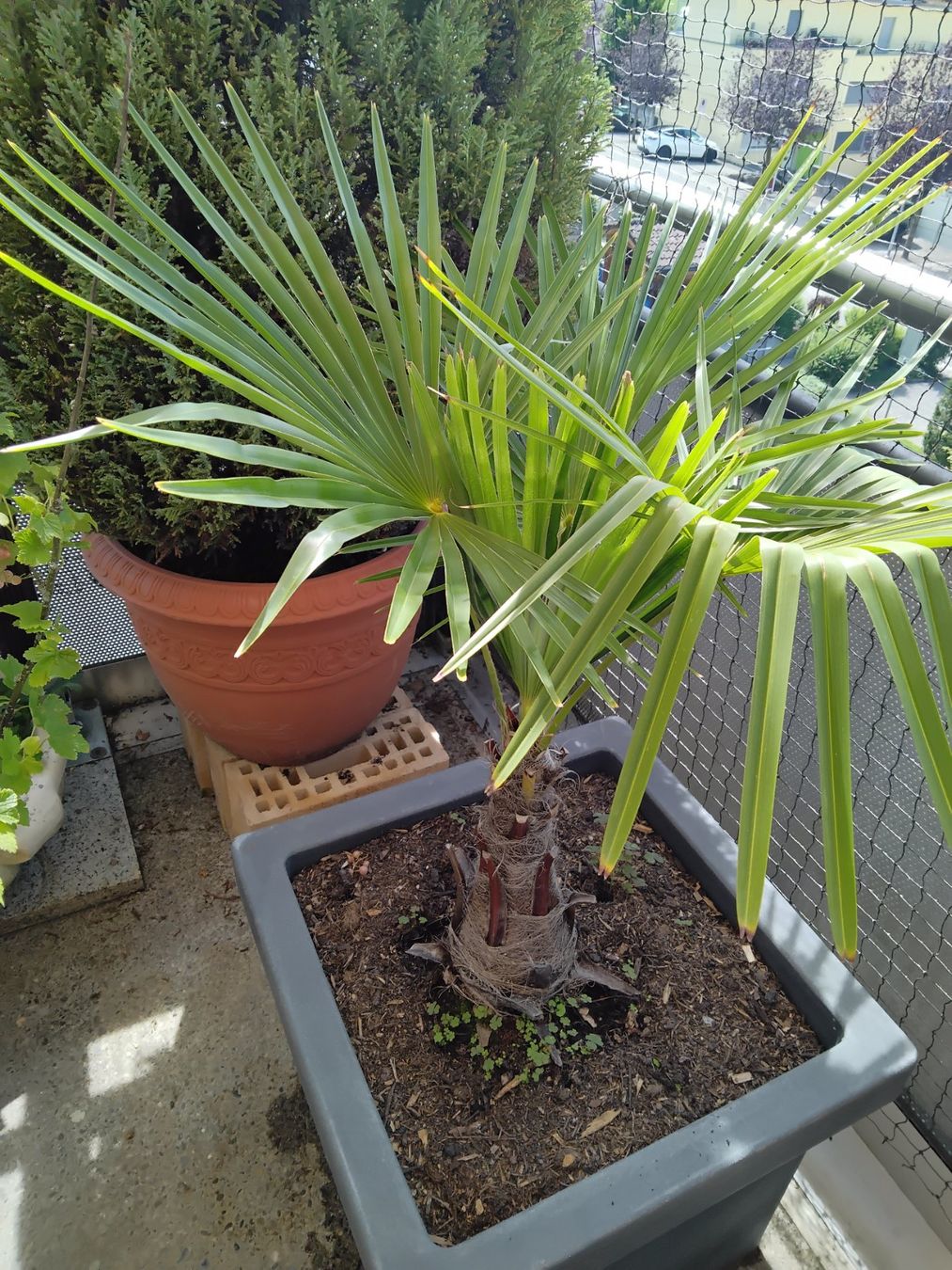 Pflanzen & Samen: Palme – Gebraucht aus Oetwil am See von fineli2 2