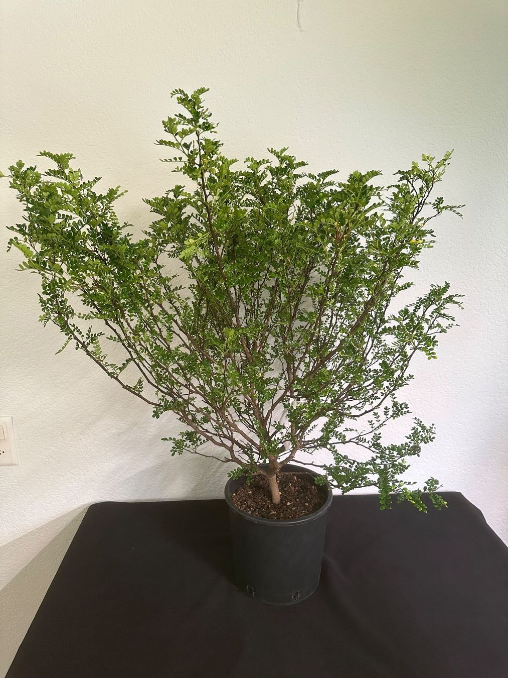 Piante & sementi: Szechuanpfeffer  Zanthoxylum beecheyanum – Usato da Reinach BL venduto da Kleinzoo05 1