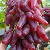 Vigne de collection raisin FLAMENCO (PLANT)
