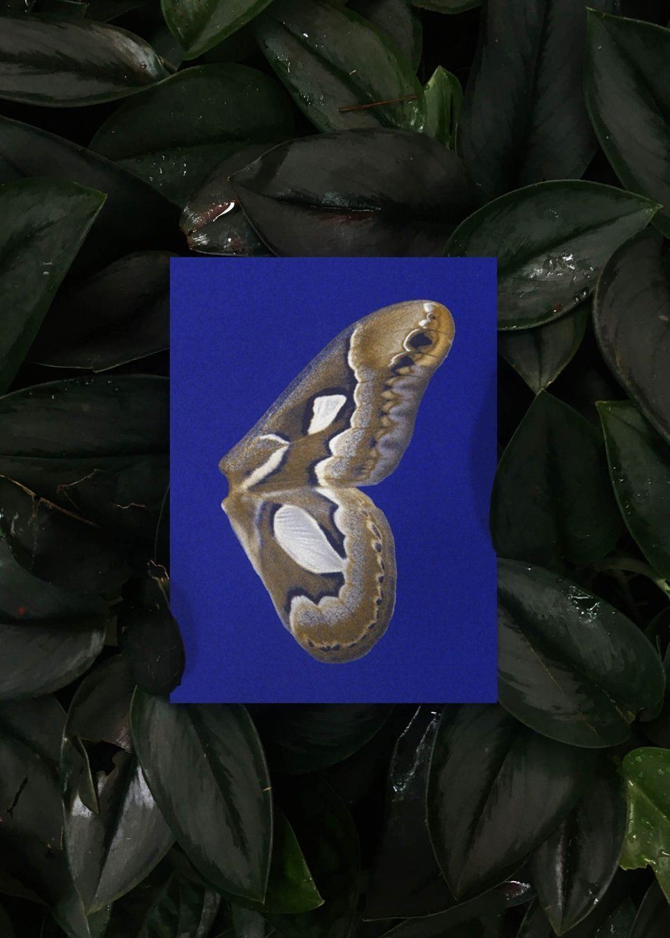 Cartoline: N° 14 Moon Fluttering – Nuovo e nell'imballaggio originale da Zürich venduto da BienvenueStudios 1