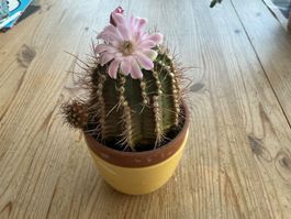Kakteen, Pflanze, Gymnocalycium