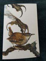 AK ungelaufen Zaunkönig u. Krallen Schleiereule Kunstkarte