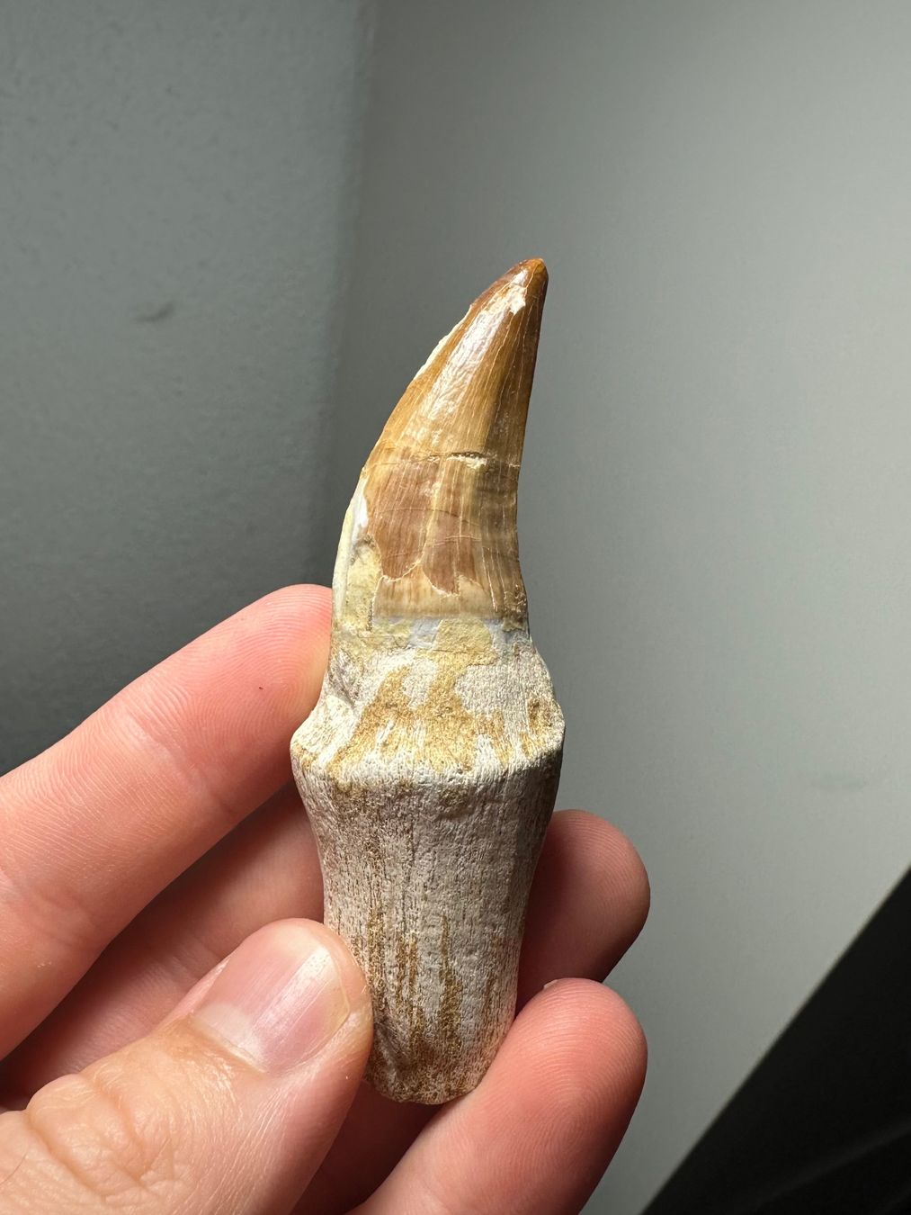 Fossilien: Fossiler Mosasaurus sp. Zahn inkl. Wurzel – Gebraucht aus Lutzenberg von CS65 6