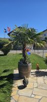 grosse Palme inklusive Eichenfass 