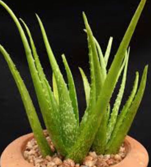Piante & sementi: 5 STK X 10 CM ALOE VERA BABIES – Nuovo e nell'imballaggio originale da Rovio venduto da POSITIFFARTandPLANTS 2