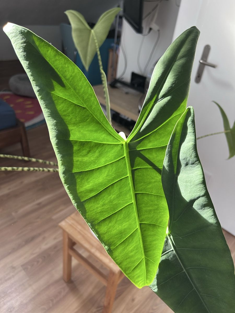 Piante & sementi: Alocasia Zebrina – Nuovo (secondo la descrizione) da Scherzingen venduto da Elefantenohr.ch 2
