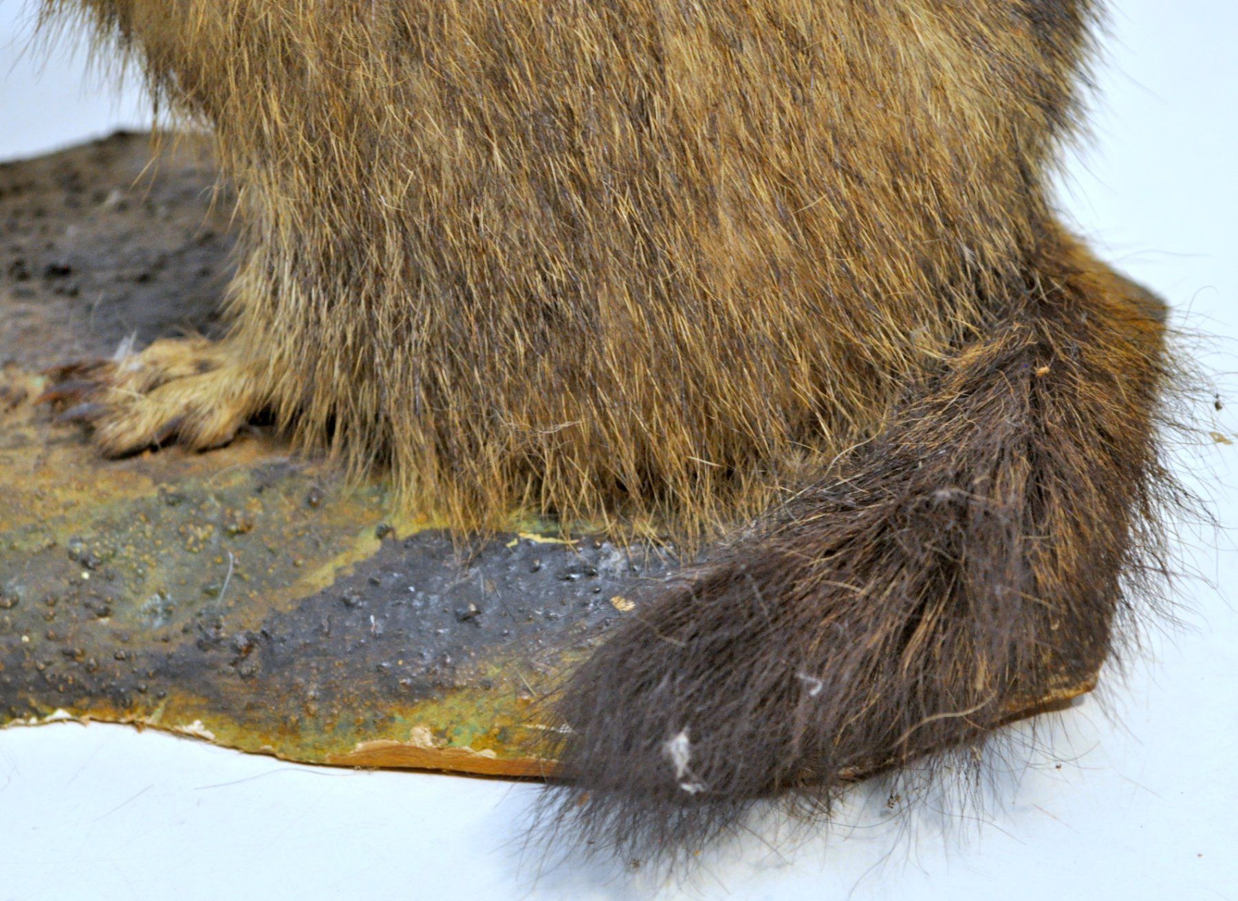 Monde des animaux: Marmotte naturalisée – D'occasion à Neuchâtel par Neuchatel 8