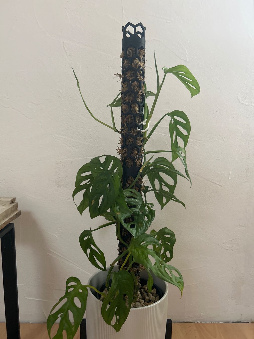 Piante & sementi: rankhilfe / moosstab / moss pole kokosstaab exkl. sphagnum – Nuovo e nell'imballaggio originale da Ehrendingen venduto da Simon_Cu_ 4