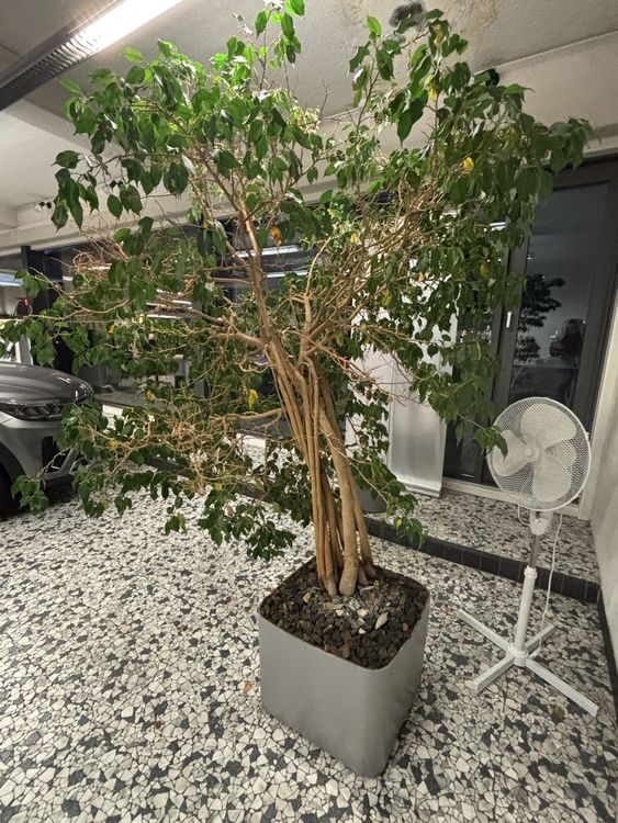 alocasia variegata kaufen ALOCASIA MACRORRHIZA VARIEGATA AUREA kaufen bei potflourri