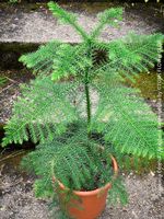 Araucaria Excelsa / Araucaria Heterophylla - TOP robust