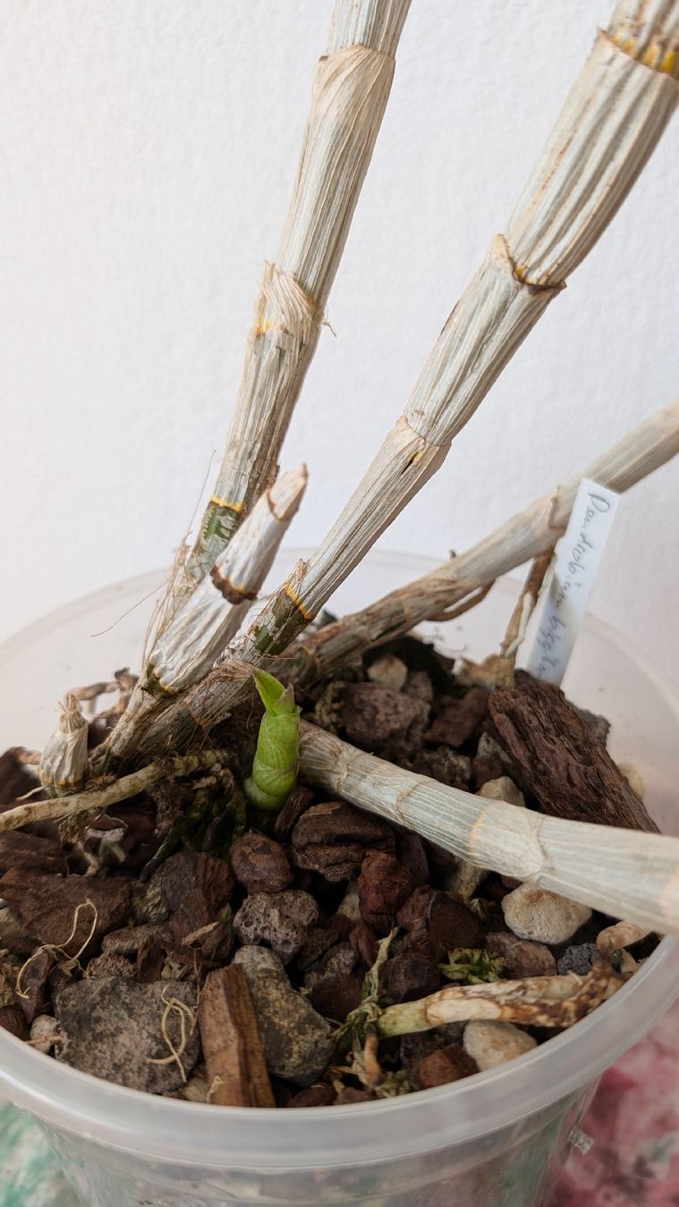 Pflanzen & Samen: Dendrobium 'Biggibum x Phalaenopsis' Orchidee – Gebraucht aus Untervaz von Lyraia 1