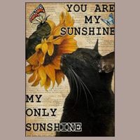 🔥 SUNSHINE Katzen Blechschild 🎀 20x30cm OVP🔥