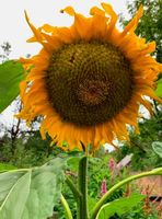 Ab 5.-fr 5 Samen Sonnenblume XXL GIGANT bis 4,5 m HOCH !!!‪