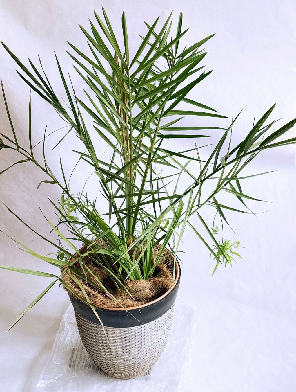 Pflanzen & Samen: Dattelpalme (Phoenix canariensis)***** – Neu (gemäss Beschreibung) aus Dübendorf von Orchid18