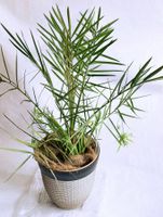 Dattelpalme (Phoenix canariensis)*****