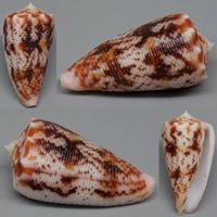 EINMALIGE CONUS STAINFORTHI, MUSCHEL,--44,2 MM,--TOP : GEM !