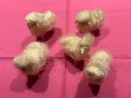 Lot à 5 kleine, weisse Schafe aus Wolle mit Gipsköpfchen
