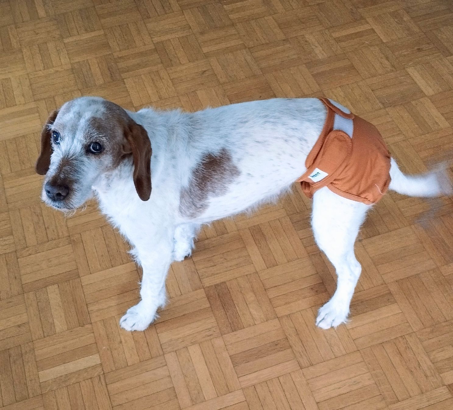 Abbigliamento: Avont Pet Diapers - Size M, Adjustable, Washable - Set! – Nuovo (secondo la descrizione) da Berikon venduto da sil_6ym8