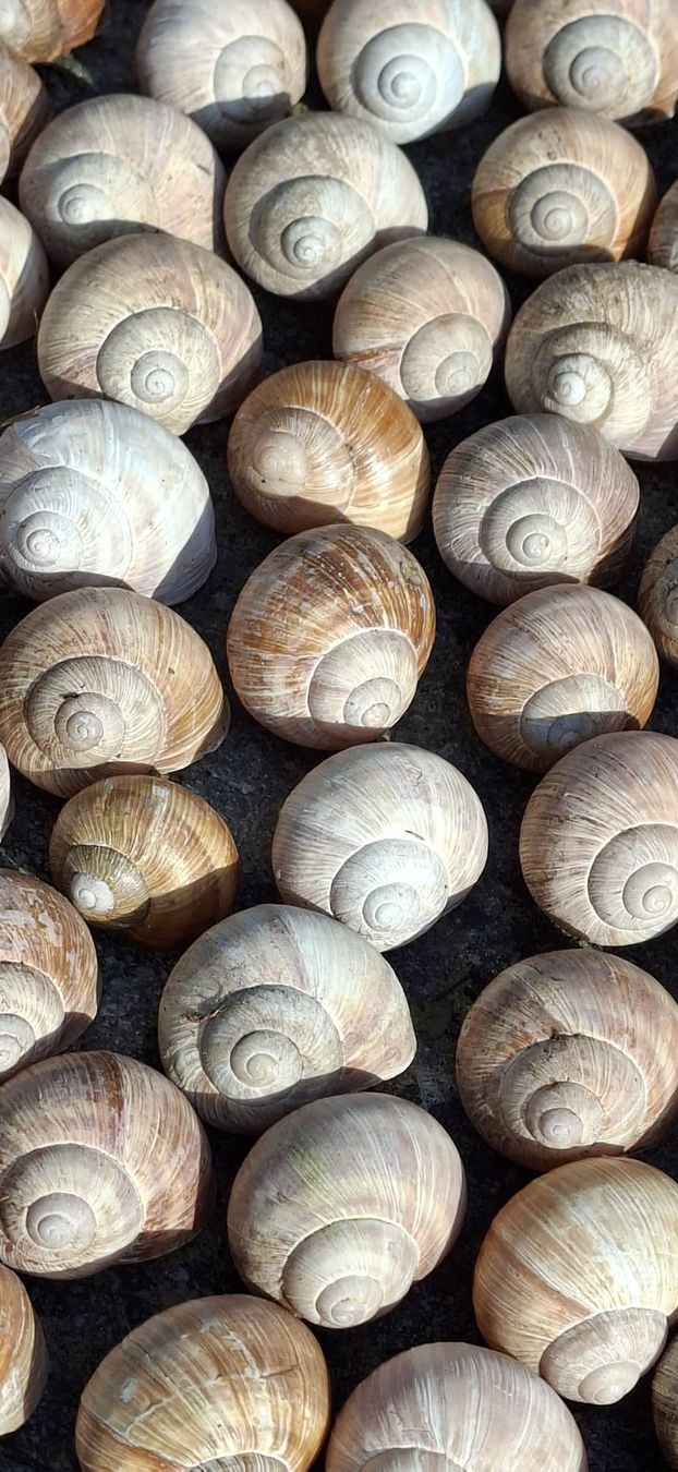 Alle Dekorationen: 66 grosse,echte Schneckenhäuser, – Neu (gemäss Beschreibung) aus Ebnat-Kappel von Zurk 3