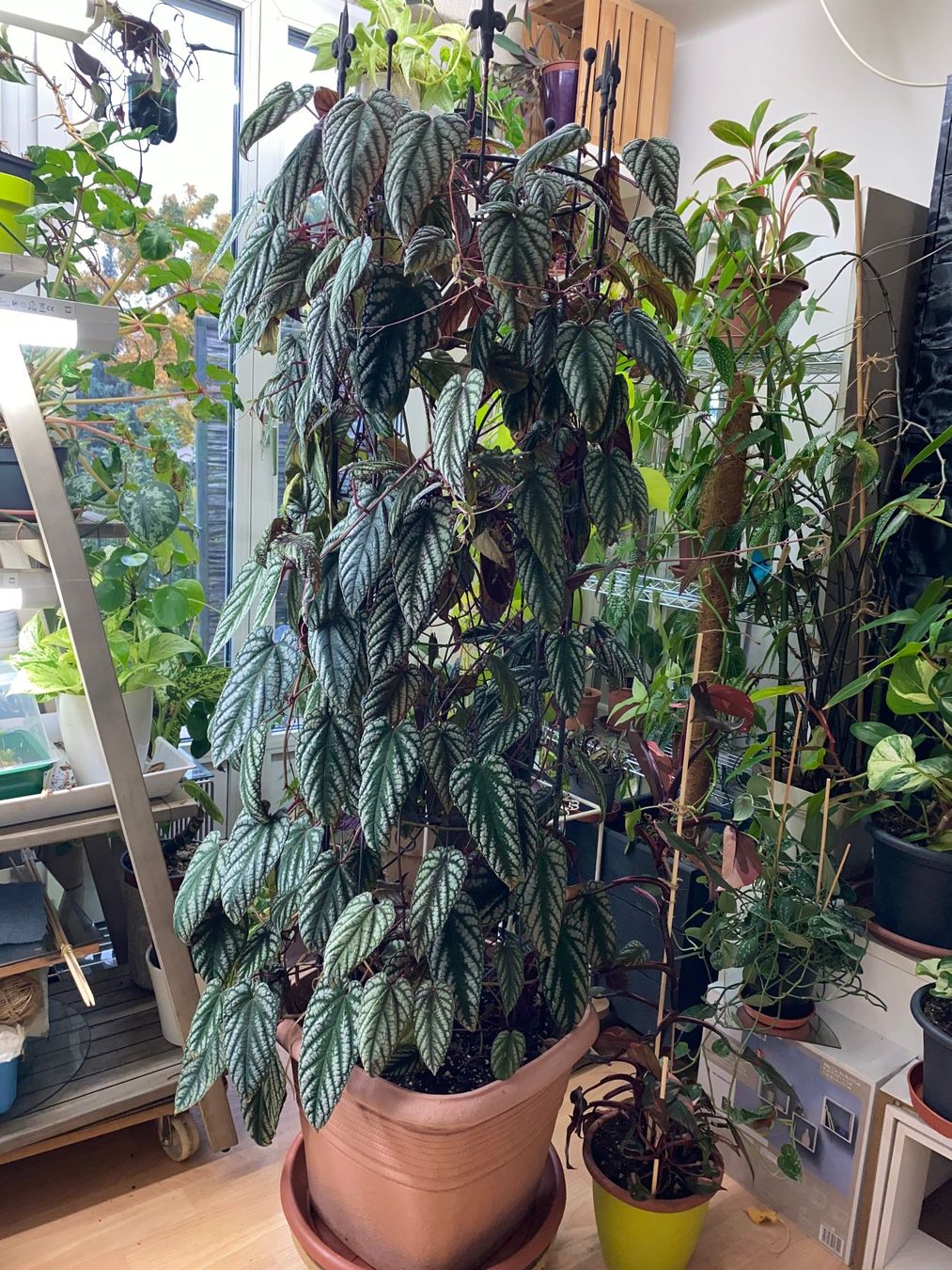Piante & sementi: Cissus Discolor - Bunte Klimme – Usato da Winterthur venduto da Aniger 8