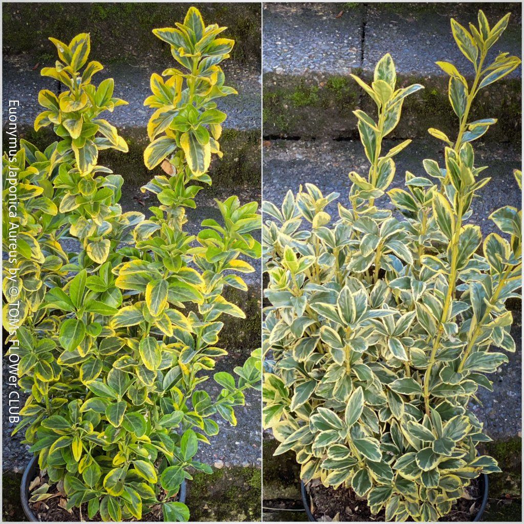 Pflanzen & Samen: Euonymus Japonicus ‘Aureus’ oder 'Bravo' - immergrün – Neu und originalverpackt aus Adliswil von TAKEYOURPLANT