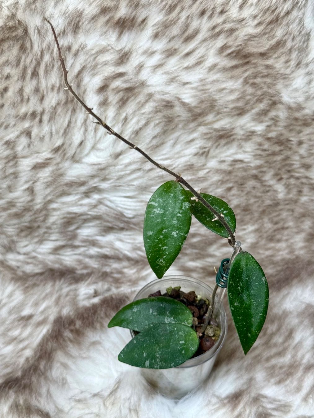 Piante & sementi: Hoya honglenae – Nuovo (secondo la descrizione) da Bachenbülach venduto da ilawega
