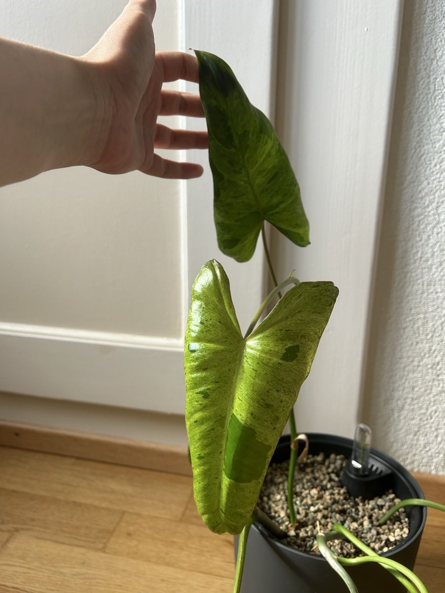 Pflanzen & Samen: Zwei Philodendron Paradiso Verde Steckling – Gebraucht aus Zürich von fabuulois 2