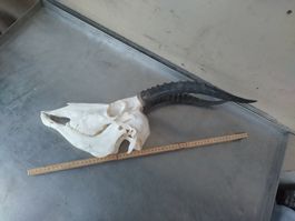 kompletter Antilopenschädel mit Hörnern,Blessbock