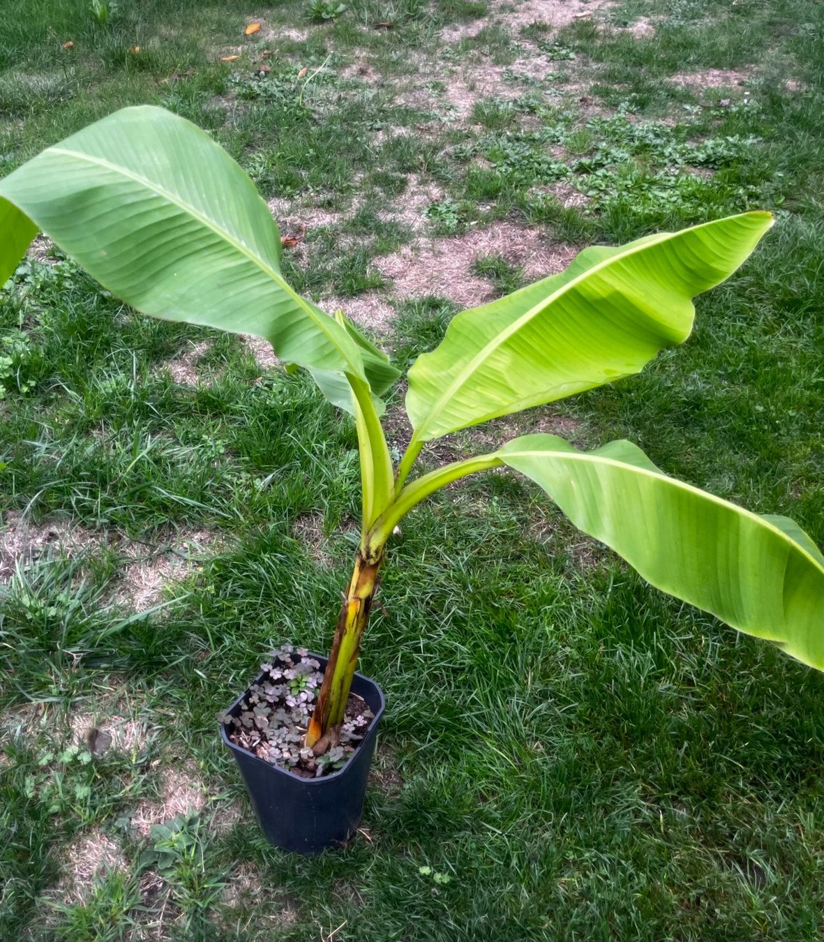 Piante & sementi: Bananen Jungpflanzen – Nuovo (secondo la descrizione) da Vinelz venduto da Wellensittich55 1