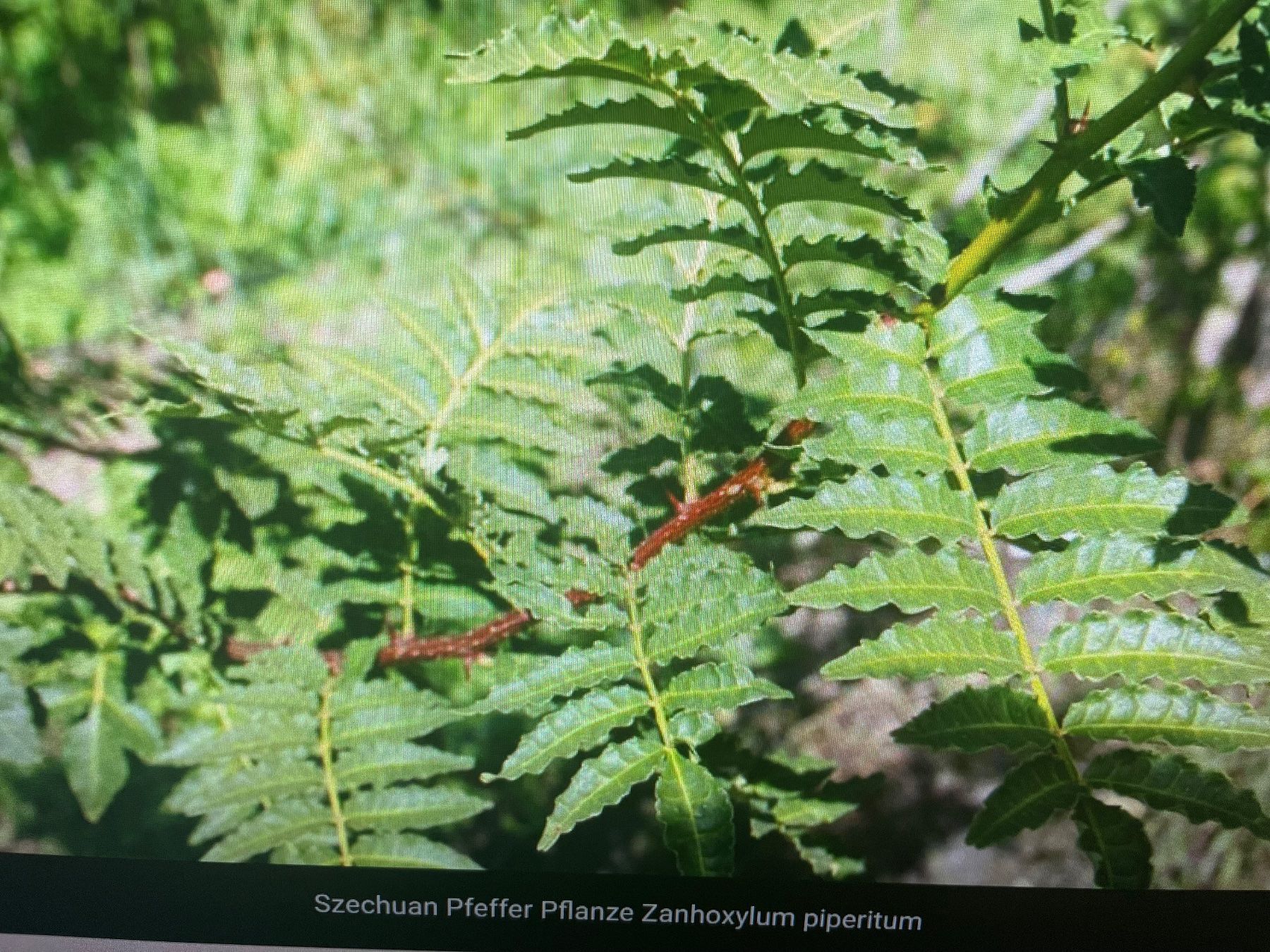 Plantes & graines: szechuan Pfeffer Samen – D'occasion à Bern par Csaxo 2