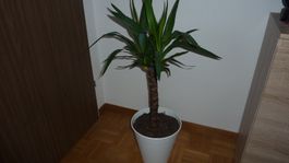 jucca  palme