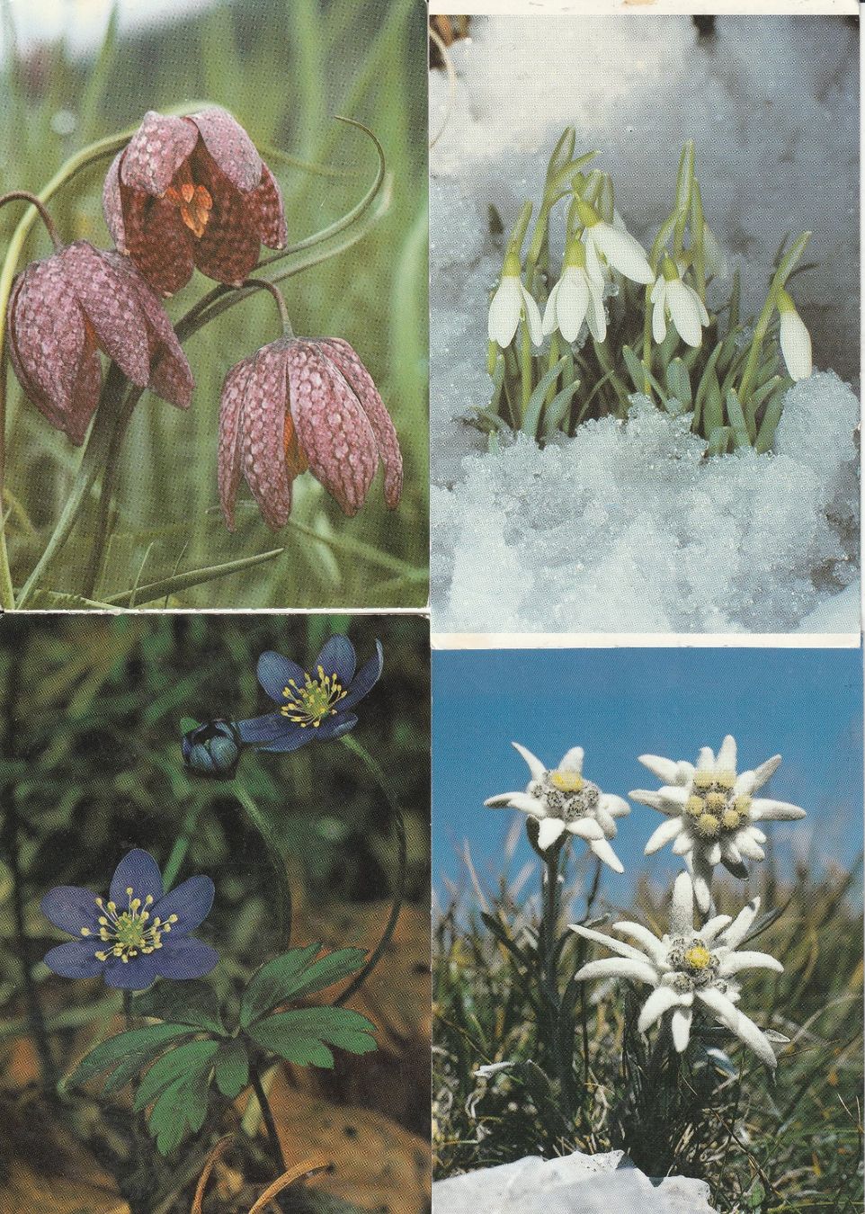 Ansichtskarten: 40 Diverse Blumenkarten – Gebraucht aus Lumbrein von made02 5