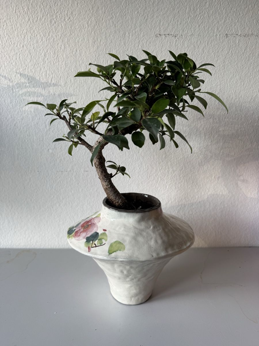 Piante & sementi: Ficus Bonsai in Vase – Usato da Rümlang venduto da Gruseh.ch 2
