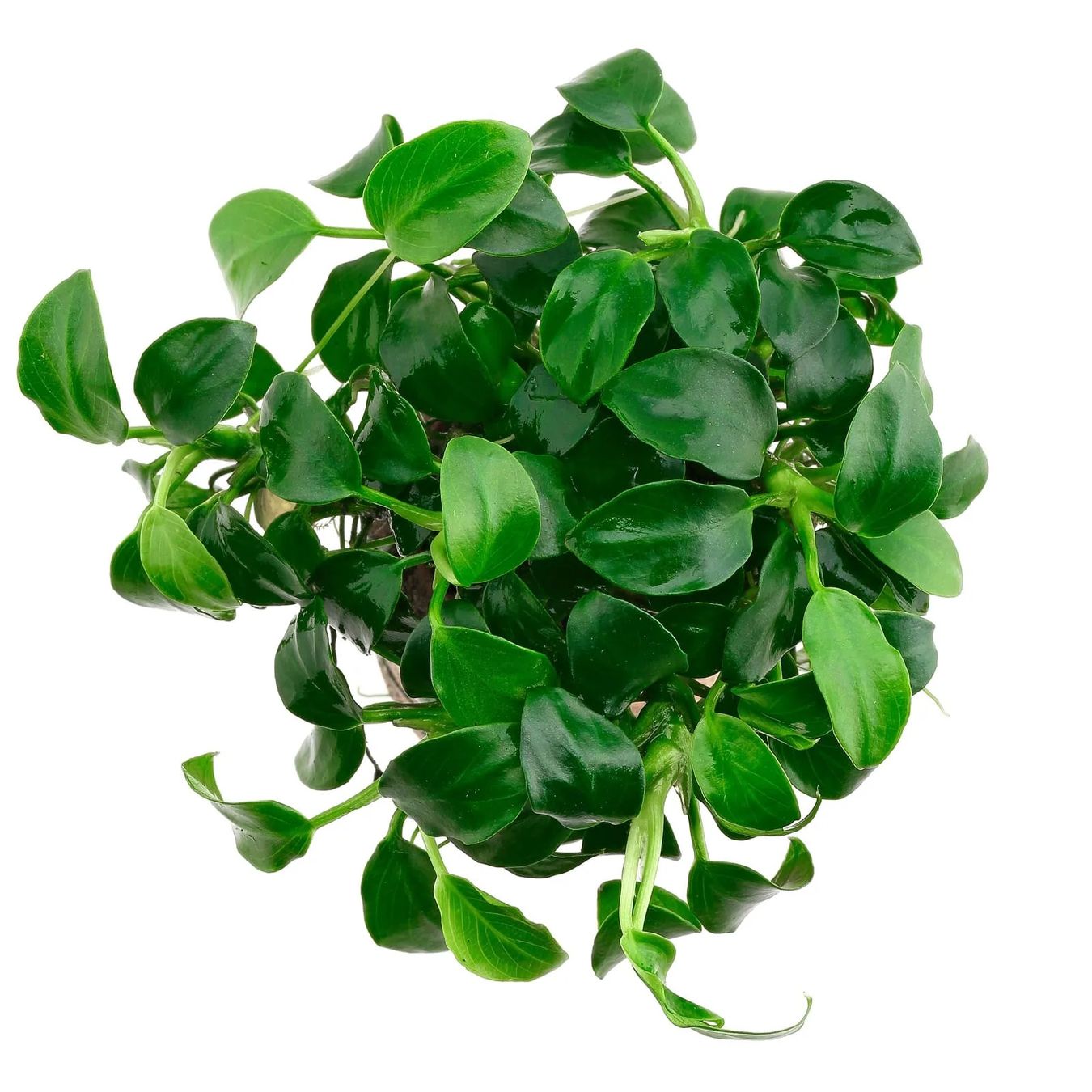 Piante & sementi: Anubias barteri var. nana 'Bonsai' ('Mini Mini') – Usato da Winterthur venduto da Aquascaper321