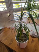 Dracaena marginata Zimmerpflanze / Drachenbaum