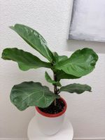 Ficus Lyrata Geigenfeige Fiddle Leaf fig potted plant 78 cm