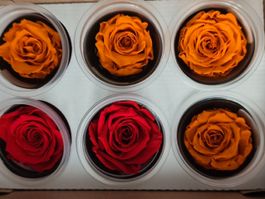 10grosse Stabilisierte Rose