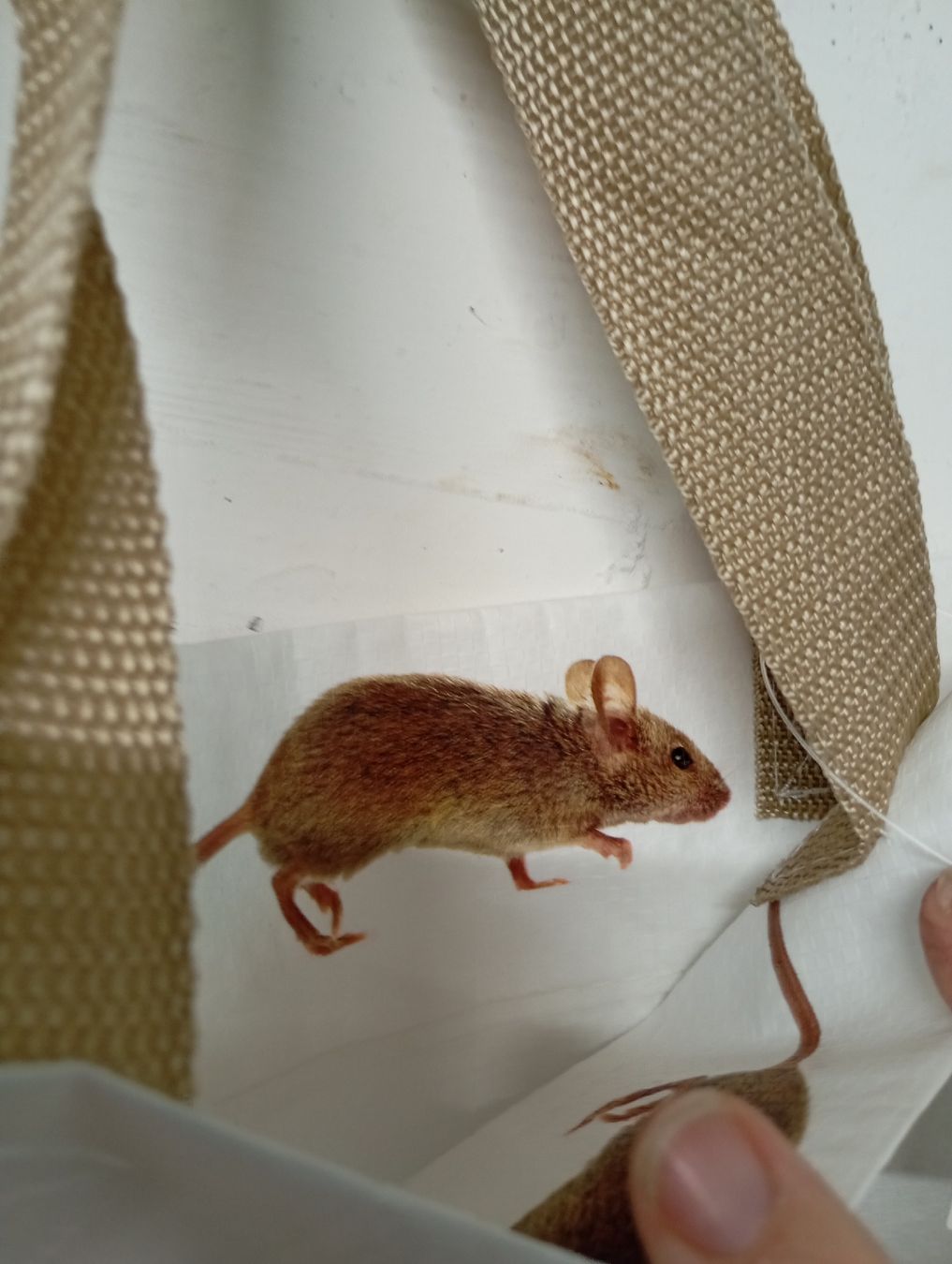 Sacs: Einkaufstasche Katze & Maus – Neuf avec emballage d'origine à Winterthur par pjuma01 2