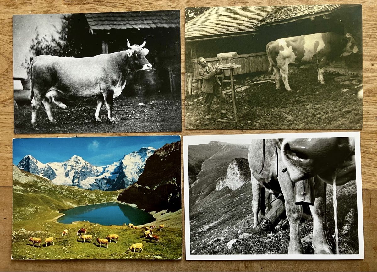 Cartes postales: 4x AK Kühe – Neuf (Voir description) à Buchs AG par Allerleis