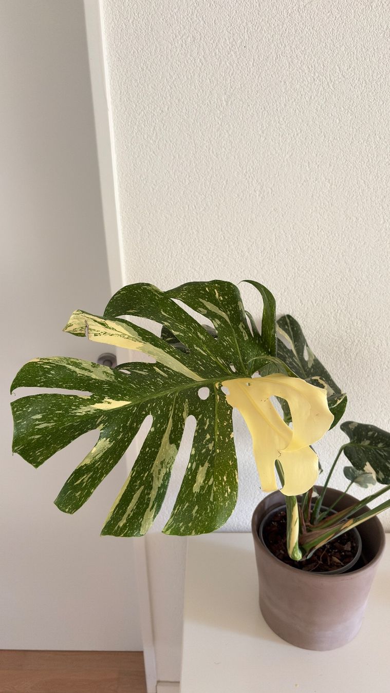 Piante & sementi: Monstera Thai Constellation – Usato da Bern venduto da paloj 2