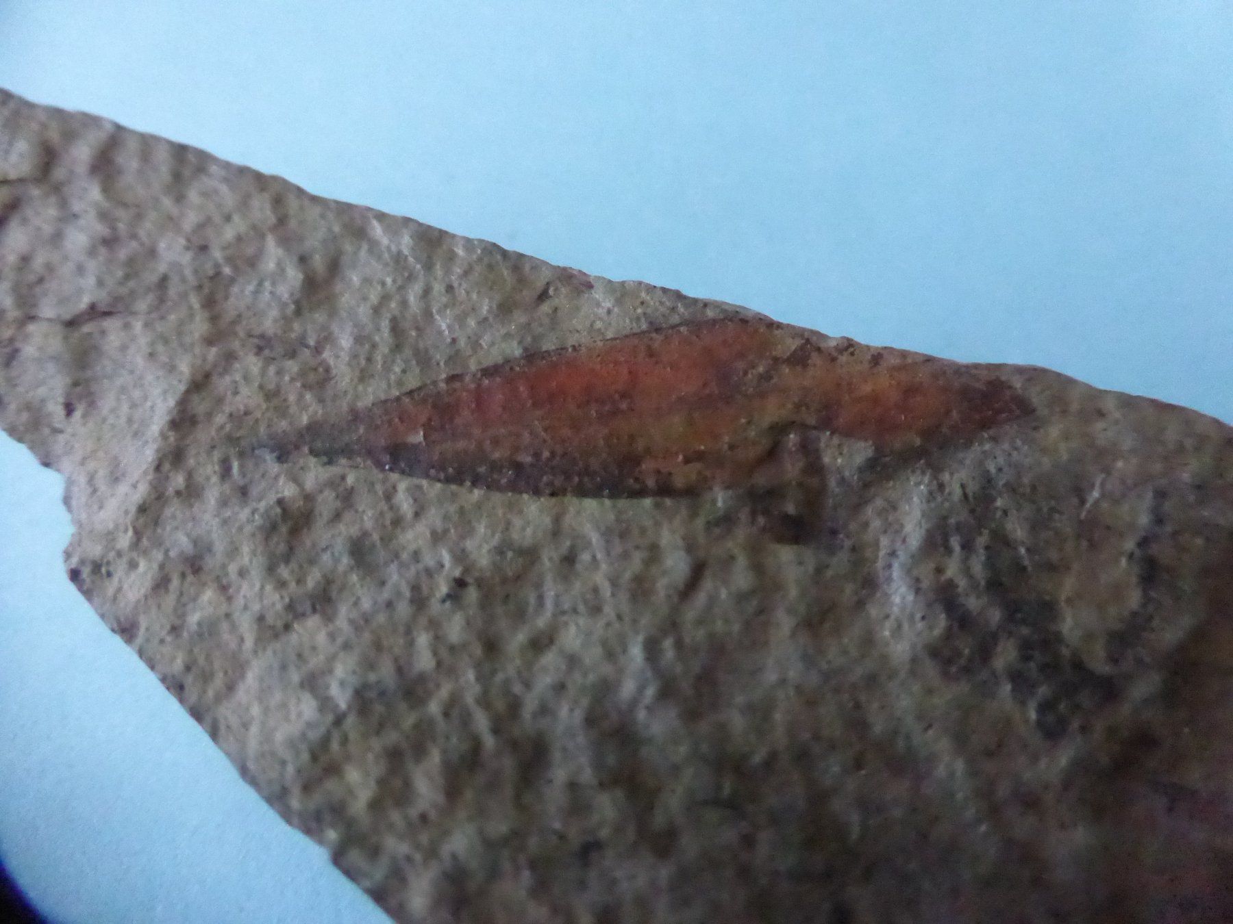 Fossilien: Versteinertes Zimtblatt – Gebraucht aus Triengen von Nussbaum14 3
