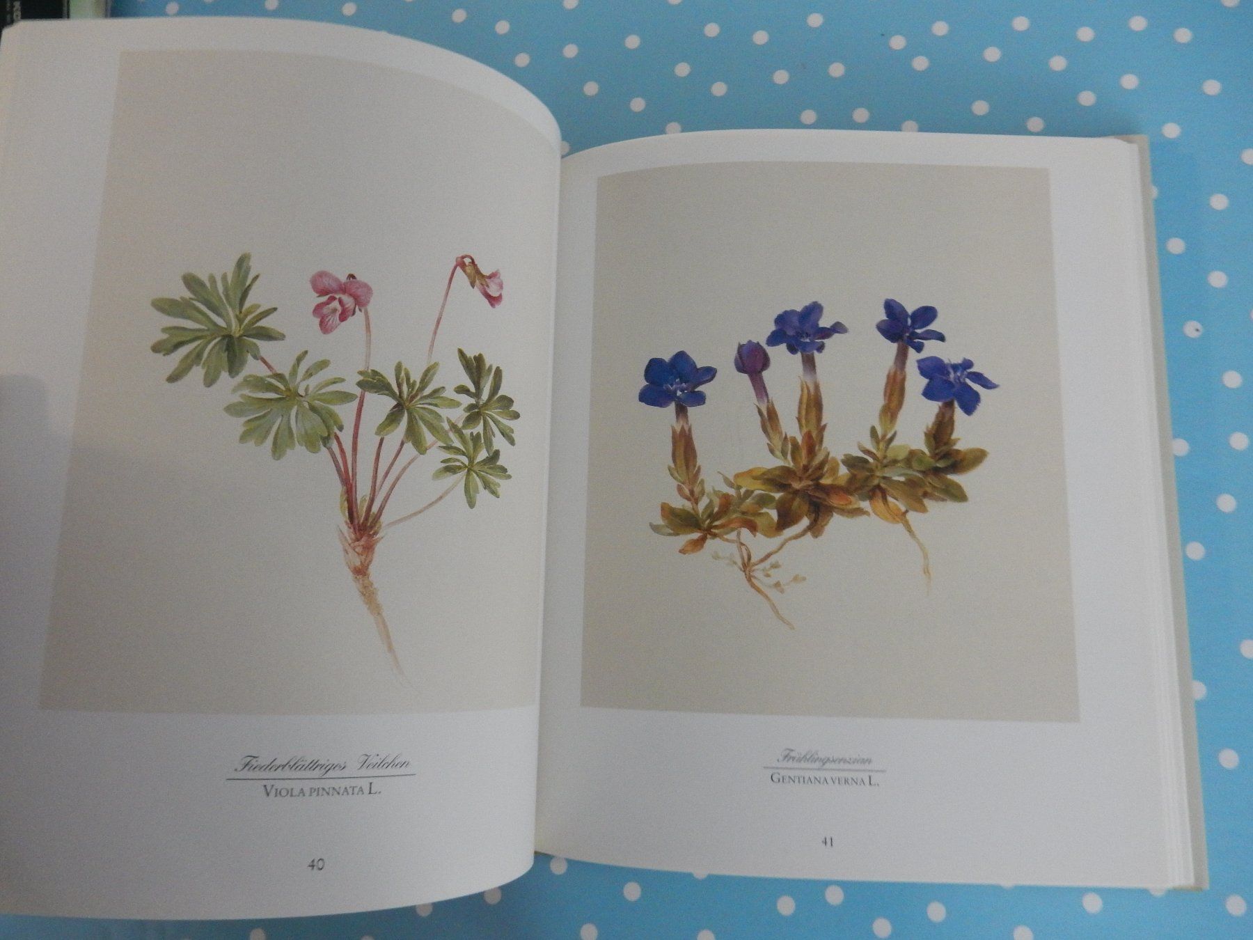 Bücher: M. Daffinger Alpenblumen Aquarelle wunderschönes Blumenbuch – Neu (gemäss Beschreibung) aus Jona von JOberg_25 8