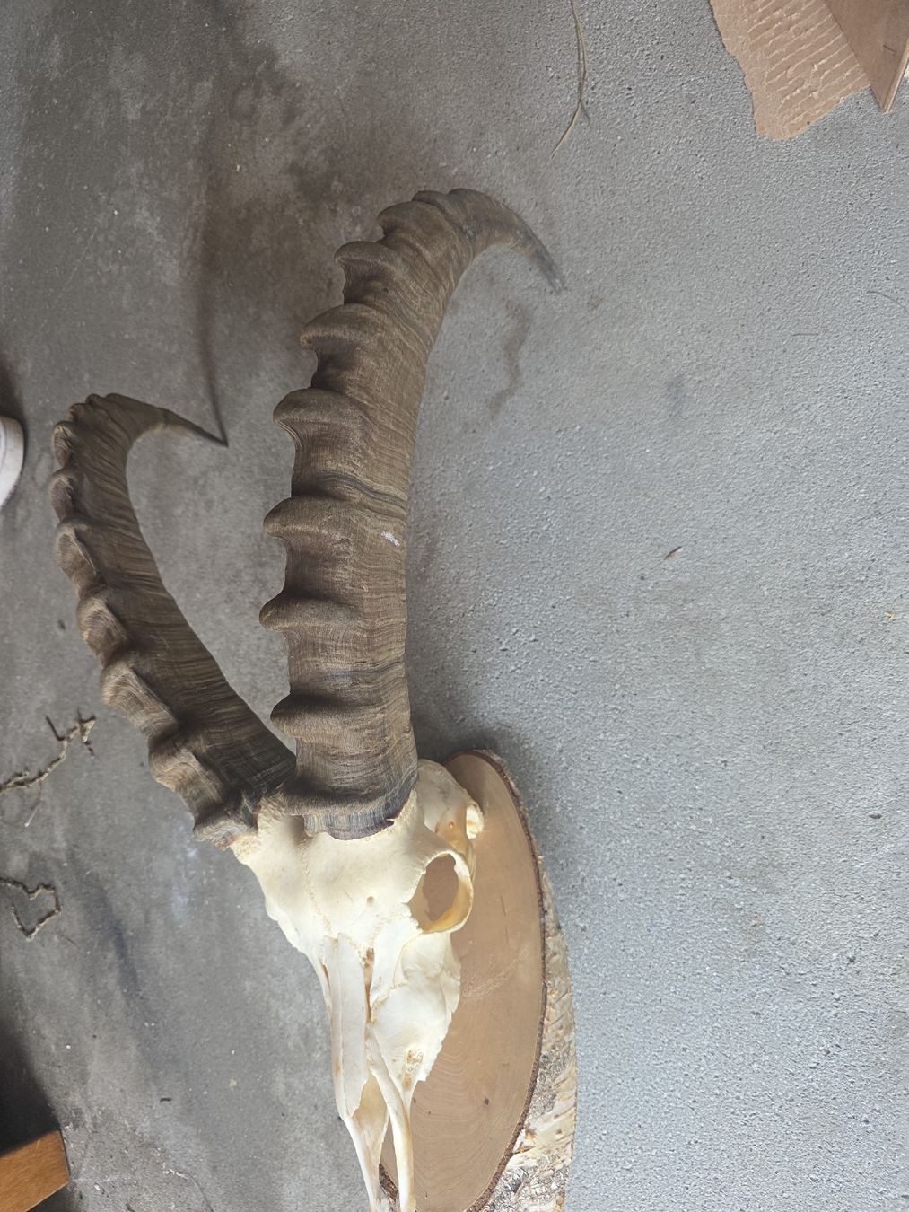 Altre raccolte & rarità: Steinbock Schädel – Usato da Hasle LU venduto da Auctions_Hunters 2